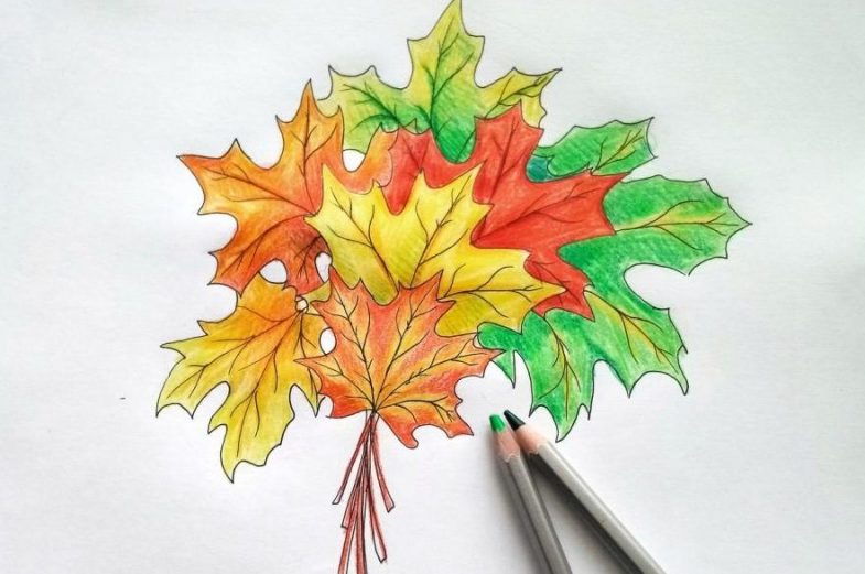 Sådan tegnes et ahornblad i etaper: fluo -eksempler, video