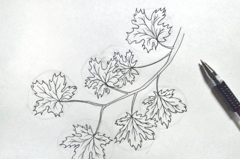 Sådan tegnes et ahornblad i etaper: fluo -eksempler, video