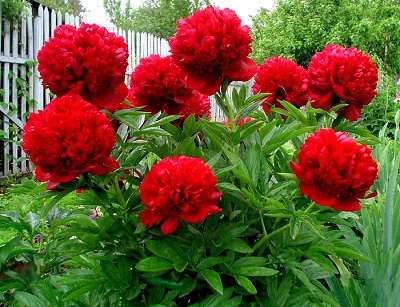 Kuinka siirtää pionit kukkimaan ensi vuonna Milloin pionit voidaan siirtää niin, että ne kukkivat ensi vuonna