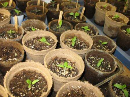 Φυτέψτε έναν σπόρο σε κάθε φλιτζάνι. V