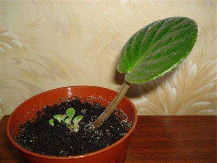 من الضروري زرع البنفسج سنويًا حتى يمكن تشبعه بالفيتامينات والعناصر الغذائية. أفضل وقت لتكييف النبات هو الربيع ، لذلك يجب أن يتم تجديد التربة خلال هذه الفترة.