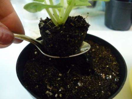 هذا النوع من الزرع ممتاز للاستعادة العاجلة للبنفسج. يعني إعادة الشحن أنه يتم الاحتفاظ بالبريد القديم عندما يتم نقل senpoliis من وعاء إلى آخر. من المهم بشكل خاص مراقبة الجذر أثناء هذه العملية. على الرغم من أن التربة لا تزال كما هي ، يجب إعادة تحضير الصرف باستخدام الطين الموسع أو الطحالب.