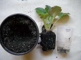 تعتبر هذه الطريقة هي الأصعب لأنها تتطلب استبدال كامل للتربة. أولاً ، قم بإعداد الصرف في وعاء بلاستيكي ثم أضف بعض التربة. استخدم أصابعك لتشكيل شريحة ووضع الجذور البنفسجية فيها بعناية. ثم أضف المزيد من التربة بحيث تلمس الأوراق السفلية من نبات القديسة الأرض. في اليوم التالي ، لا يزال بإمكانك إضافة التربة ، لأنها تتدلى بمرور الوقت.