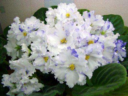 طرق وخصائص زراعة البنفسج بالمنزل