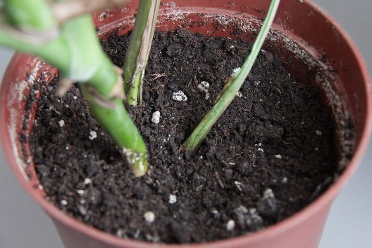 Elinsiirto - kohokohdat