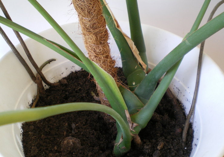 Lisätuen rakentaminen monsteralle