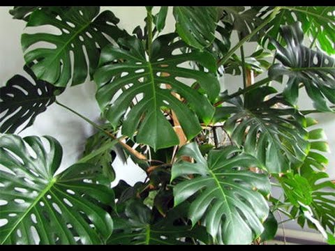 Monsteransiirto kotona.