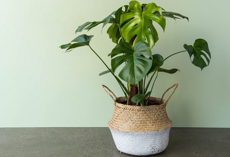 Kuinka siirtää hirviö oikein. Monsteransiirto kotona