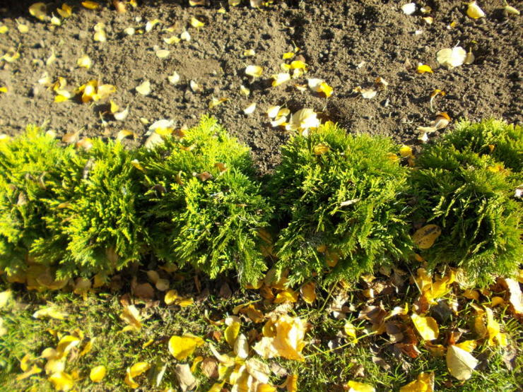 Säännöt nuorten tujojen hoidosta