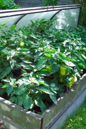 كيف نبني دفيئة 