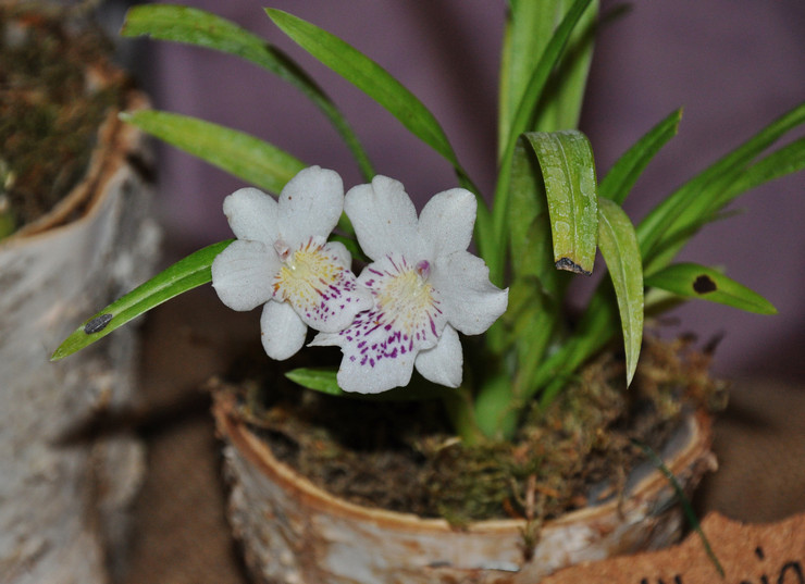 Miltonia