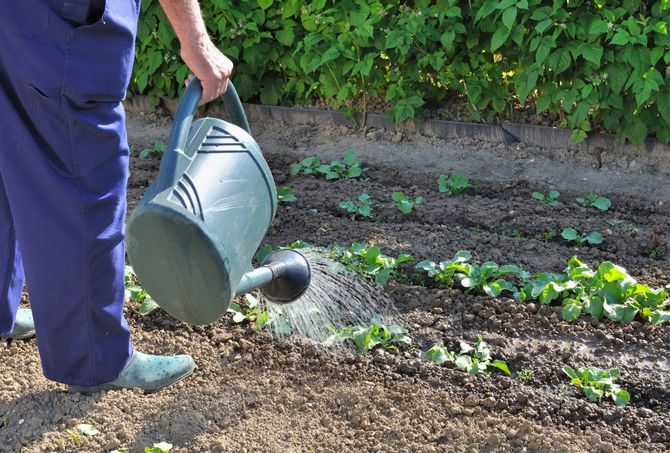 تحضير EM في ماء الأرز