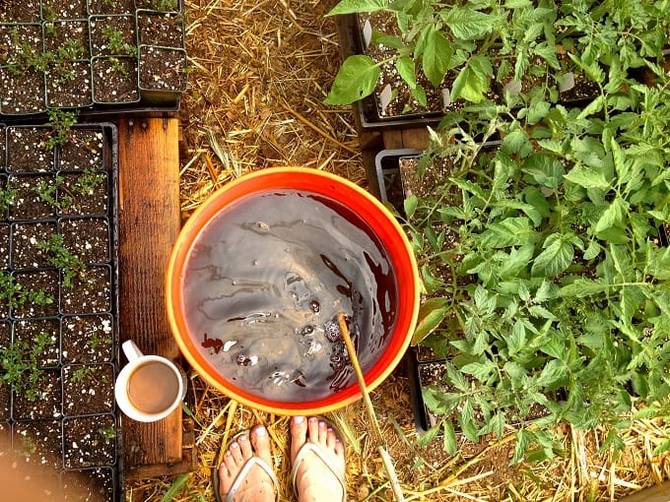 كيف تصنع أدوية EM الخاصة بك