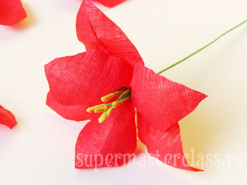 Χάρτινος κρίνος σταδιακά