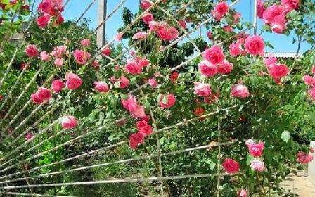 Tukee kiipeilyä ruusuja omin käsin. Paljon valokuvia