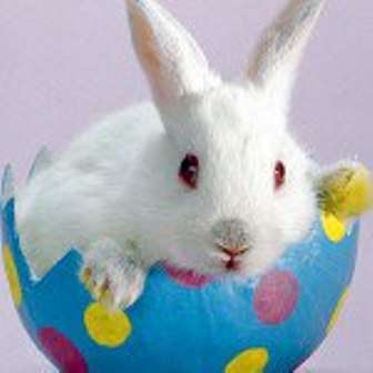 لكن في أوروبا ، ولا سيما في ألمانيا والنمسا ، البيض ، حرفياً 