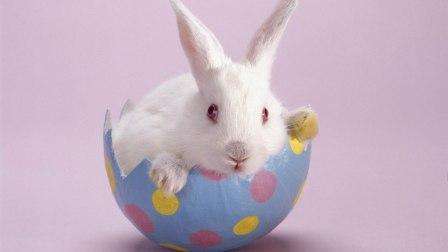 DIY أرنب عيد الفصح والرسوم البيانية والأنماط