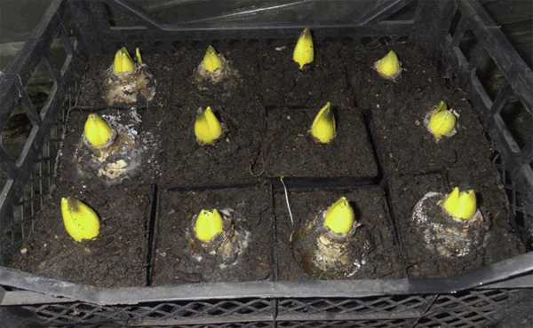 hyacint po destilácii ako zachrániť