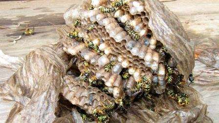 Ampiaisia vastaan taistellessa on tärkeää käyttää vaatteita, jotka peittävät näkyvät kehon osat kokonaan. On suositeltavaa, että asiat ommellaan tiheästä materiaalista. Ota tikkaat, niin pesään on helppo päästä