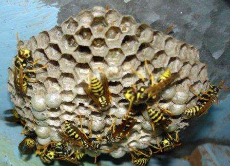 Kuinka tuhota ampiaisen pesä Kuinka päästä eroon ampiaisen pesästä maassa ikuisesti