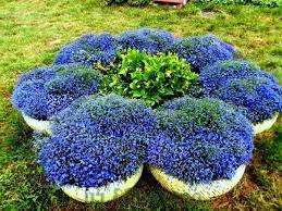 Keď je čas zasadiť semená lobelie, pripravte si kvetináče alebo kvetináče a naplňte ich zeminou. Vytvorte fungicídny roztok a zalejte pôdu v kvetináčoch niekoľko dní pred výsadbou