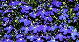 Počkajte, kým pôda v kvetináči mierne nevyschne, a potom ju vyrovnajte a posypte semenami. Ak chcete, aby sadenice neboli príliš plytké, zmiešajte semená lobelie s trochou piesku.