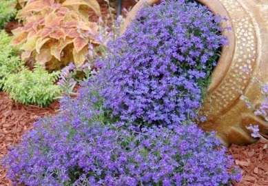 Lobelia: pestovanie zo semien, kedy zasadiť. Rada