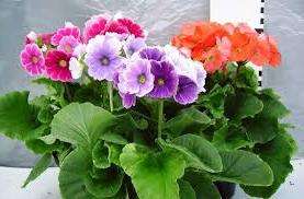 Prvosienka je známa aj pod iným názvom - prvosienka, ktorú dostala za to, že ako jedna z prvých po dlhej zime rozkvitla. V prírode existuje viac ako 500 druhov jednoročných aj viacročných rastlín tejto rodiny.