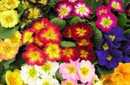 Rastlina reaguje na pravidelnú, výdatnú zálievku, najmä počas kvitnutia. Ale nepreháňajte to, pretože prebytočná vlhkosť vedie k hnilobe koreňov. Po odkvitnutí sa zálievka zníži, ale bez toho, aby sa pôda vysušila.