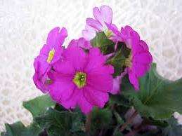 Rastlina je kŕmená počas pučania, pričom si vyberte okamih, kým začnú púčiky kvitnúť. Hnojenie pred pučaním má za následok skôr dynamický rast zelene než predĺženie doby kvitnutia.