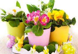 Výsev semien. V prvých mesiacoch leta sa semená vysejú do širokej nádoby, mierne posypanej vlhkou zeminou a na vrch sa prikryjú sklom. Pred klíčením sa nádoba umiestni na chladné, polotmavé miesto. Klíčky sa začnú objavovať za 10-14 dní. Ďalším krokom je transplantácia pestovaných sadeníc do oddelených nádob.