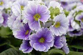 Prvosienková izbová starostlivosť doma. Foto