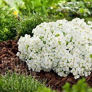 ستجد في المتاجر مجموعة متنوعة من مواد الزراعة. الوقت الأمثل للزراعة هو منتصف الخريف أو الربيع. يجب أن تكون درجة حرارة التربة حوالي 20 درجة. سيحاول تحضير حاويات لبذر البذور مسبقًا.