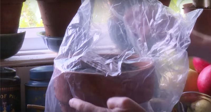 كيف نزرع BASIL للشتلات