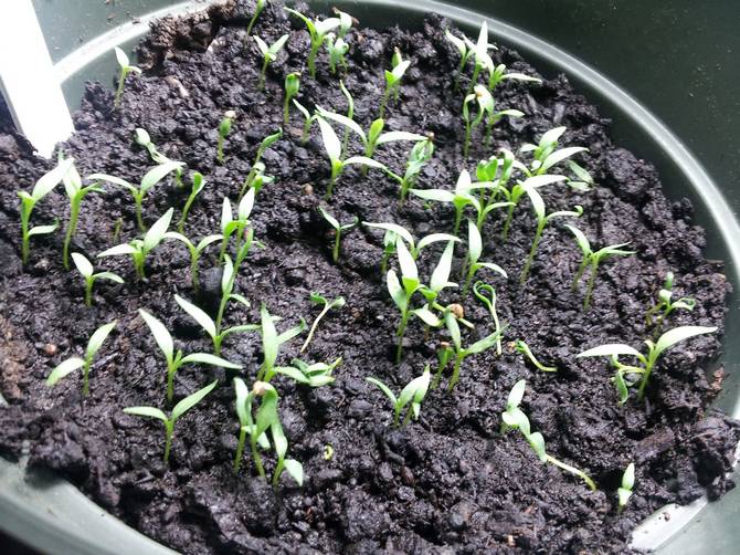 تزايد غوجي التوت من البذور