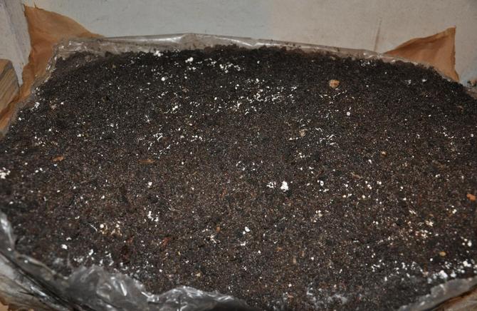 Το πρώτο και κύριο βήμα στην επιτυχή καλλιέργεια μανιταριών είναι η σωστή προετοιμασία του υποστρώματος.