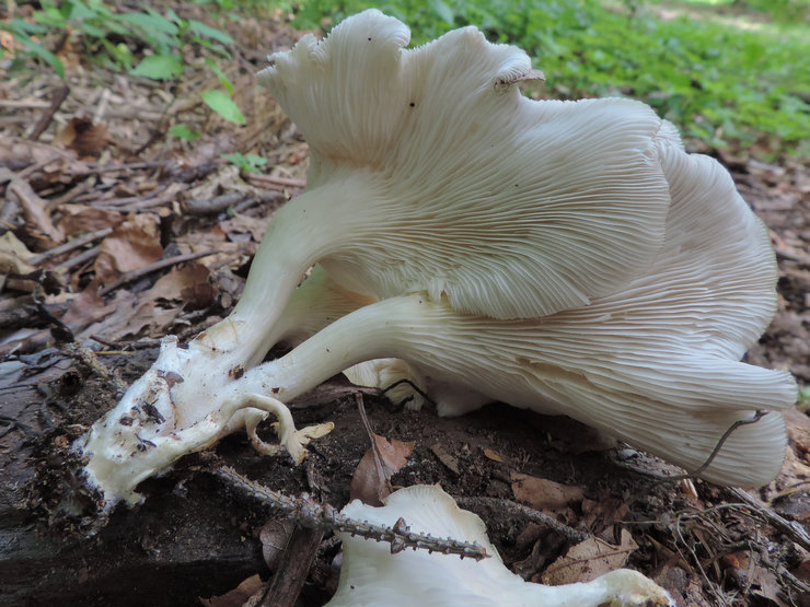 Kokeneet puutarhurit ja puutarhurit eivät suosittele kiirehtimään sadonkorjuuta