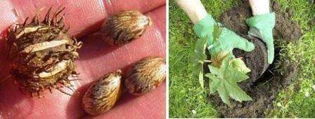 Risiini-pavun siemeniä tai