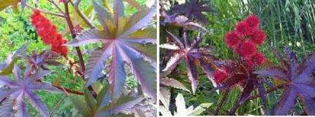 Kun kuori on vaurioitunut, voit liottaa siemenet. Vesi tunkeutuu siemeniin ja itää nopeasti. On parempi kylvää risiiniöljykasvi ensin kupeihin 2 cm: n syvyyteen, muutaman päivän kuluttua itujen pitäisi näkyä.