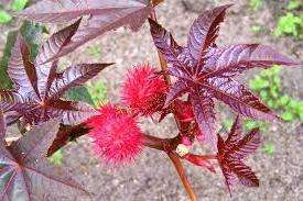 Kuinka kasvattaa risiiniöljykasvi siemenistä Risiiniöljykasvi: kasvatettu siemenistä, milloin istuttaa. Kuva