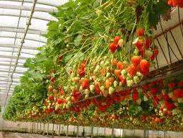 Ennen kuin aloitat mansikan taimien istuttamisen ruukkuihin, valitse lajike. On käynyt ilmi, että kaikki lajit eivät ole sopeutuneet asunnossa kasvattamiseen, jotkut kasvavat hyvin vain raikkaassa ilmassa. On suositeltavaa valita korjaavia mansikkalajeja