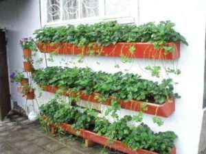 mansikoiden ruukkujen valintaan on kiinnitettävä erityistä huomiota. Ne voivat olla muovia tai puuta. On erittäin tärkeää tehdä hyvä viemäröinti, niin muovipannu tekee, muuten taimet eivät hengitä ja kuolevat nopeasti.