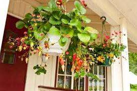 On parasta ostaa valmis maaperäseos kaupasta, koska sillä on ainutlaatuinen koostumus kukkiville kasveille.