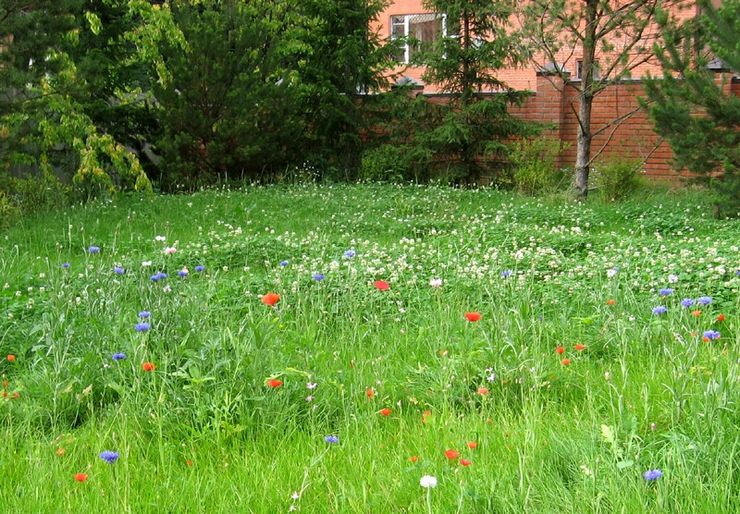 Druhy „lenivých trávnikov“