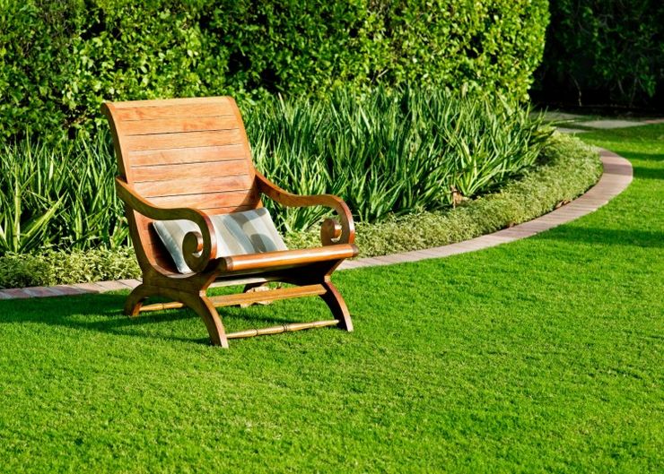 Ako pestovať trpasličí trávnik pre lenivých. Druhy lenivých trávnikov