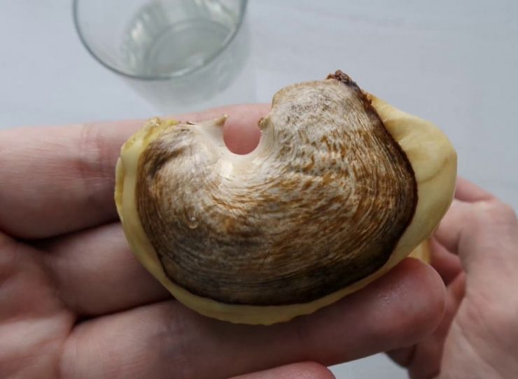 Mangofrø plantes med det samme