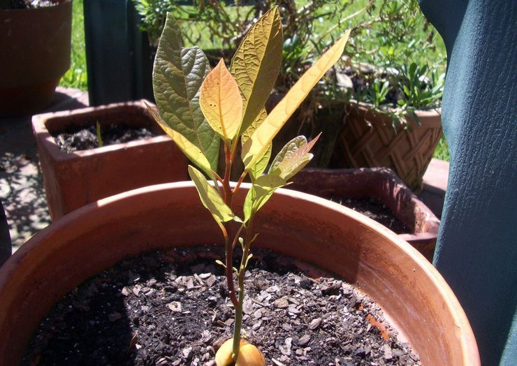 Výsev semien broskýň v kvetináči doma