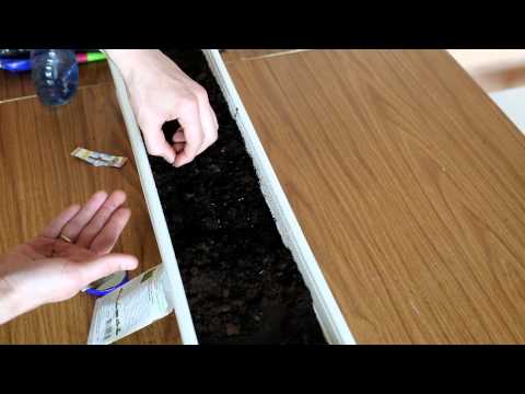 PETRUSHKA - persiljan istutus ja persiljan kasvatus HOME