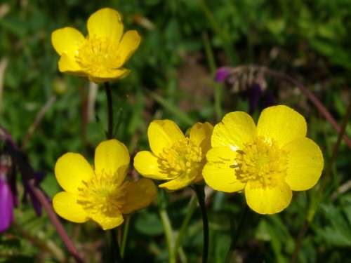 ranunculuksen istutus ja hoito avomaakuvassa