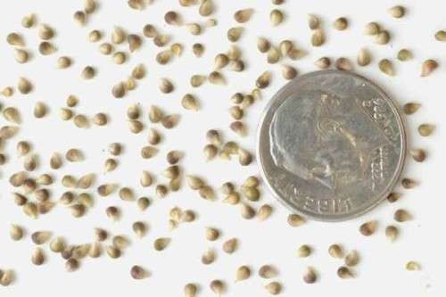 kukkia ranunculus istutus- ja hoito kuvia